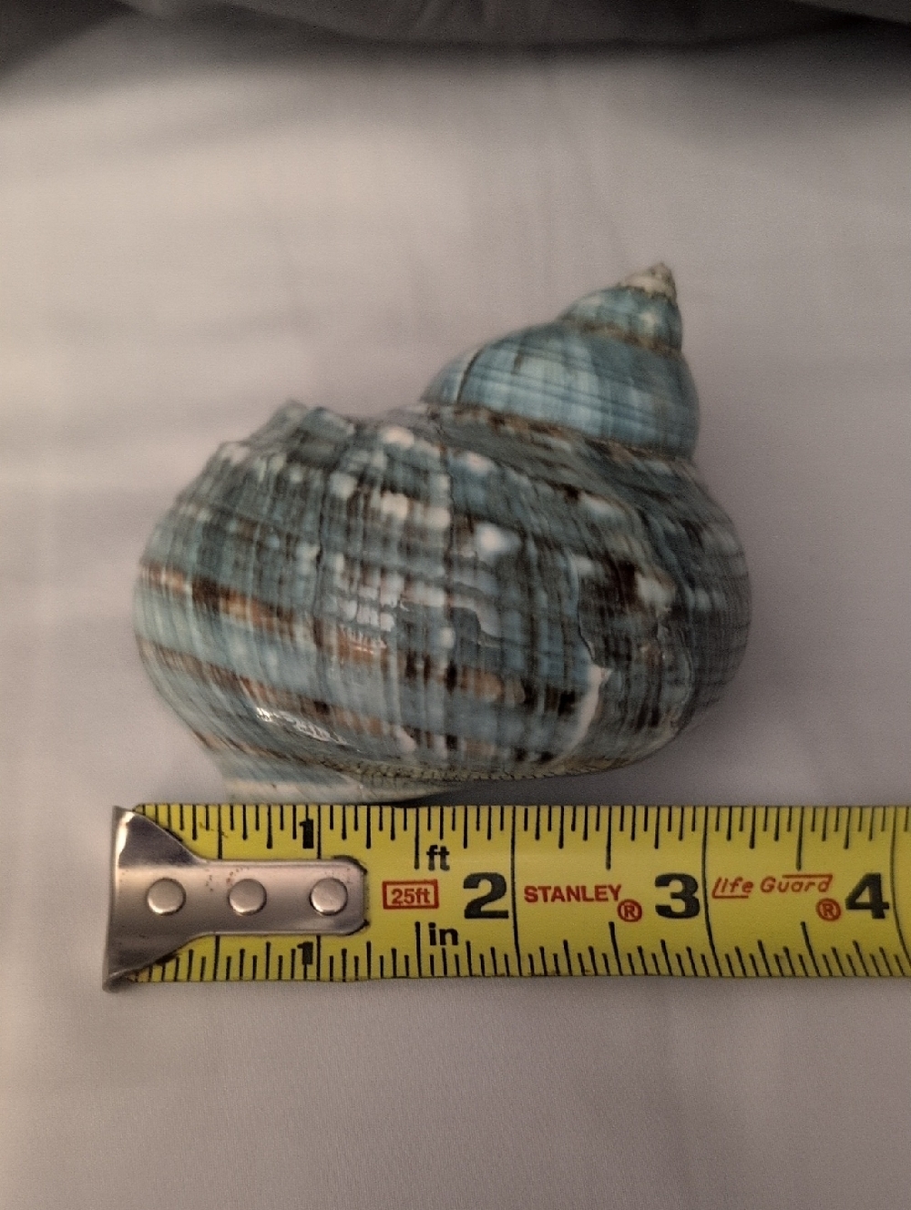 Source Unknown Blue and White Decorative Sea Shell Accent